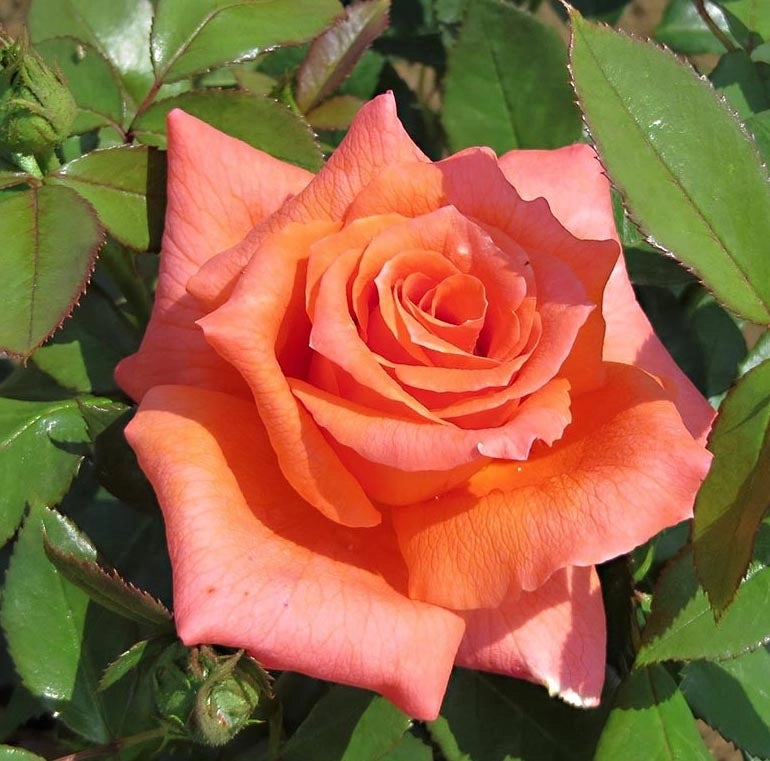 Rosa Anne Vanderlove: colore caldo e fioritura continua dal fascino delicato