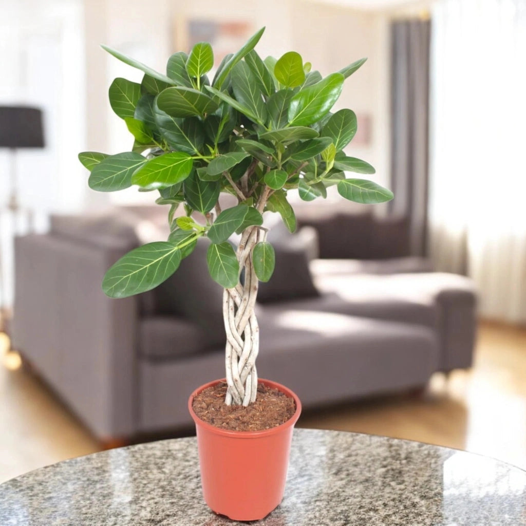 Gardenaria Ficus benghalensis - Pianta da interno ornamentale Altezza: 100 cm (vaso 27)