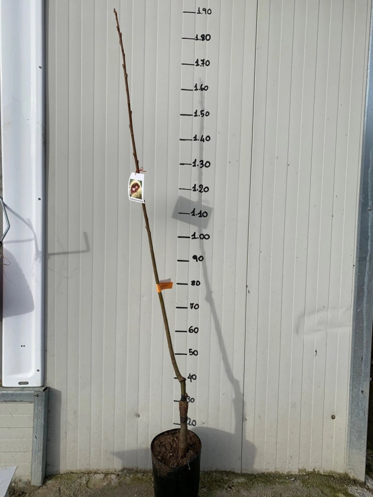 Pianta di Castagno Bouche De Betizac innestata foto reali H 150cm