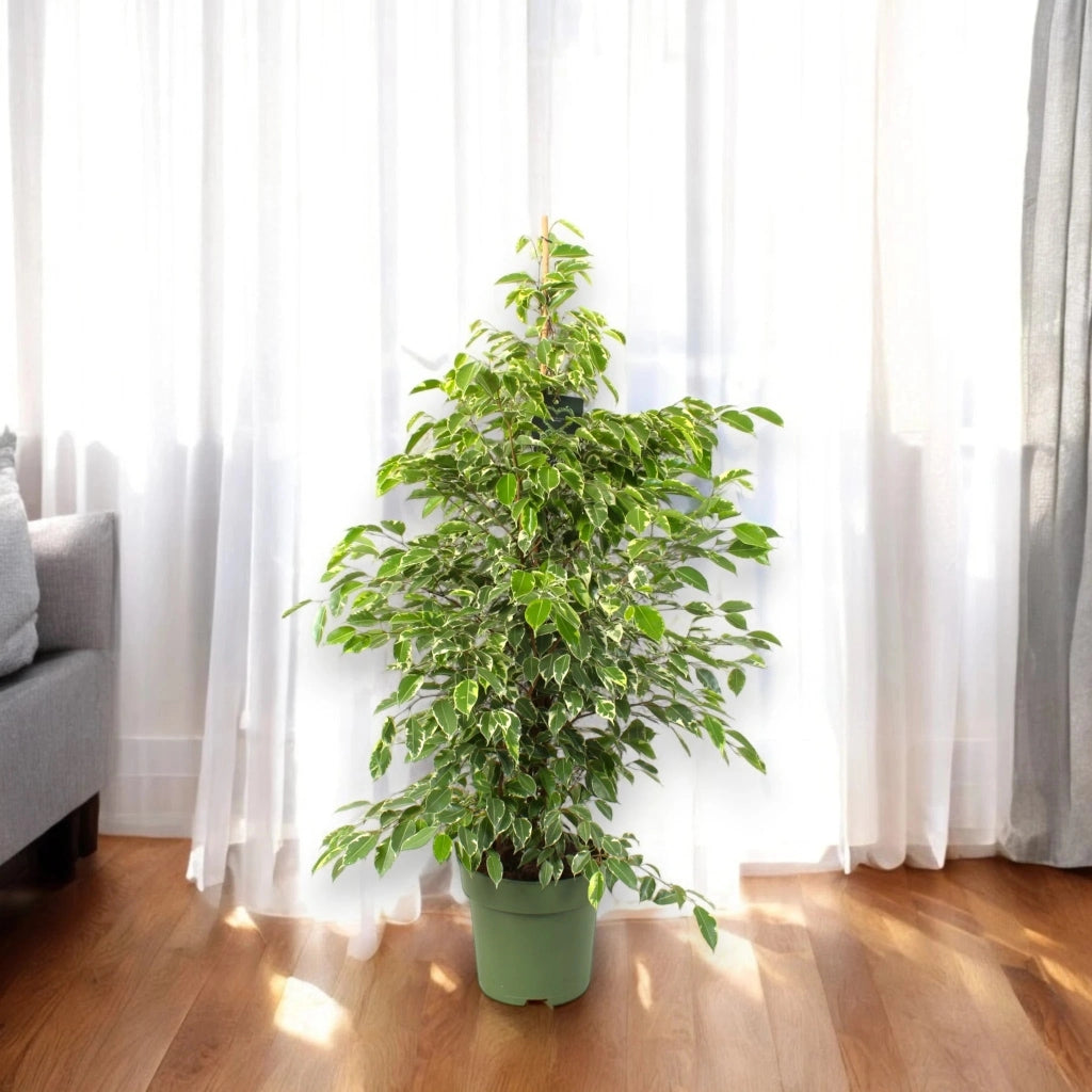 Gardenaria Ficus benjamina 'Golden King' - Pianta da interno ornamentale Altezza: 130 cm (vaso 27)