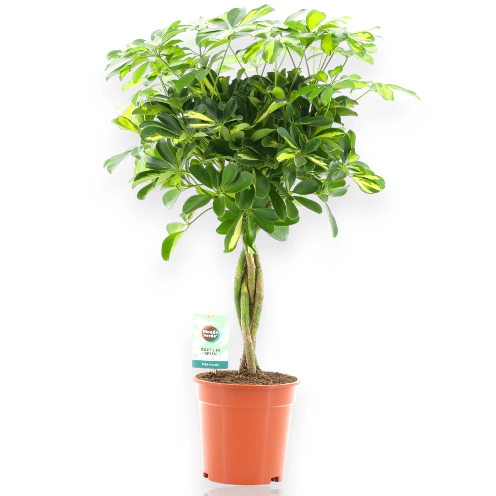 Gardenaria Schefflera arboricola 'Gold capella' - Pianta da interno ornamentale Altezza: 180 cm (vaso 32)