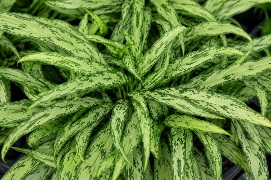Gardenaria Aglaonema 'Cutlass' - Pianta da interno ornamentale Altezza: 40 cm (vaso 12)