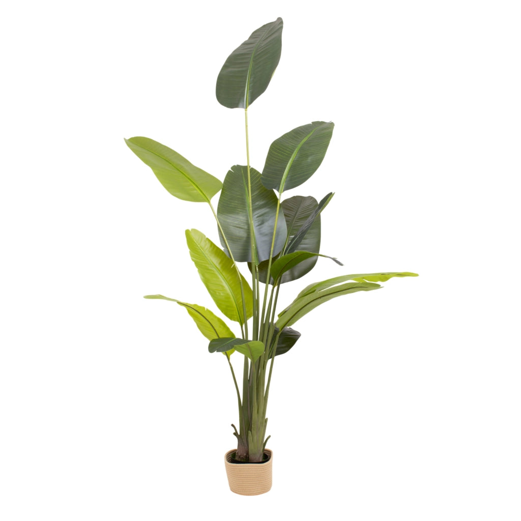 Traveller Banana 210 - Pianta Artificiale Decorativa Tropicale Banano H210 cm per Interno Esterno con Vaso Beige