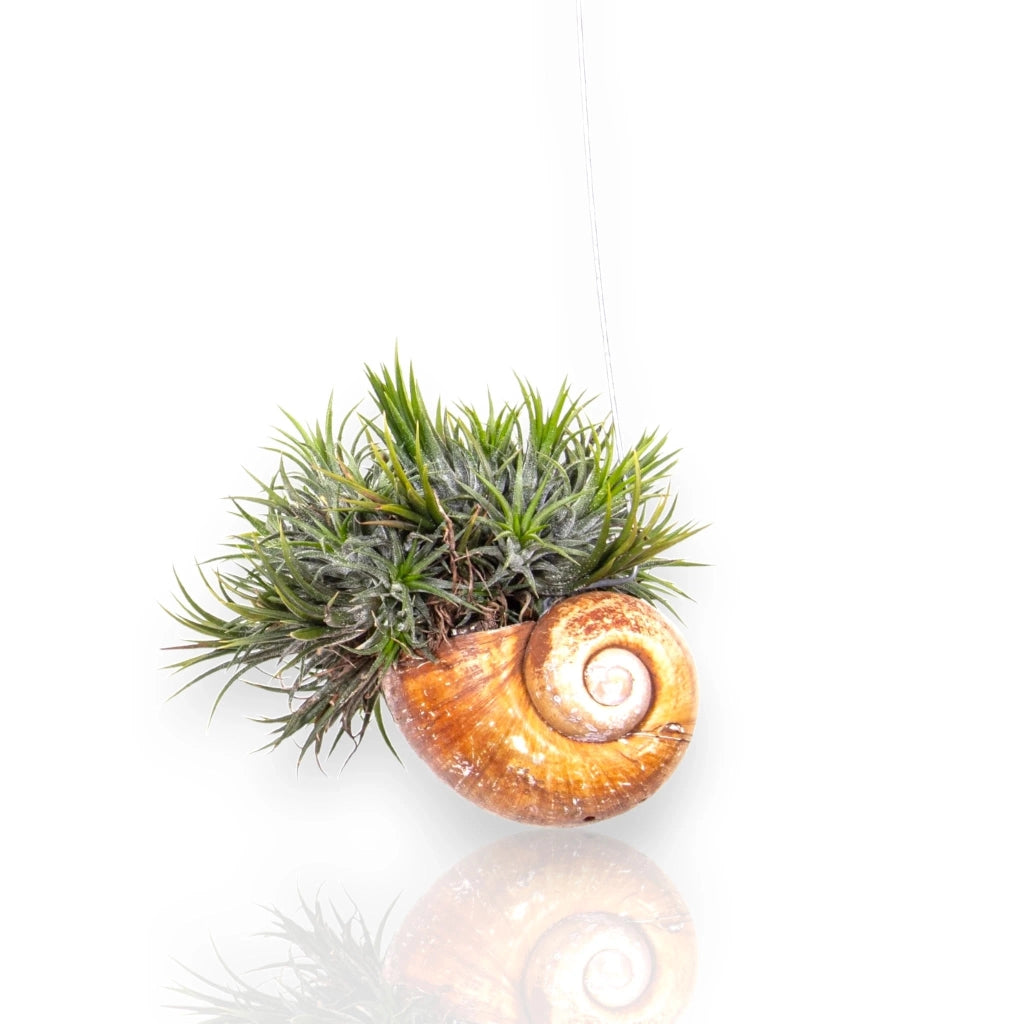Gardenaria Tillandsia 'Shelly' - Pianta da interno ornamentale Altezza: 30 cm (vaso 10)