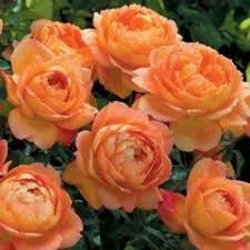 Rosa Barni Lady of Shalott cespuglio rifiorente profumato ornamentale