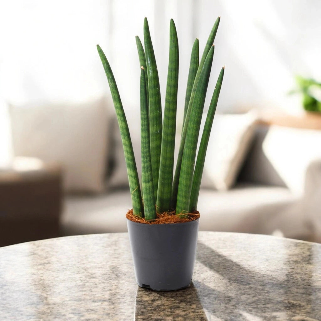 Gardenaria Sansevieria cylindrica 'Spaghetti' - Pianta da interno ornamentale Altezza: 50 cm (vaso 14)