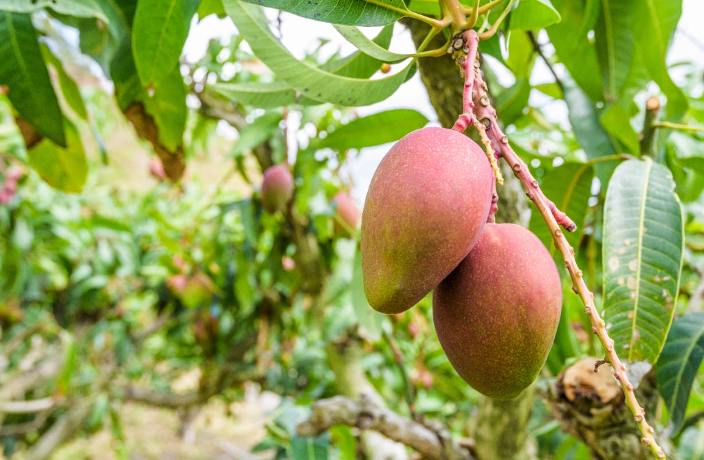 Pianta di Mango Lancetilla – Varietà Tropicale dai Frutti Grandi e Dolci
