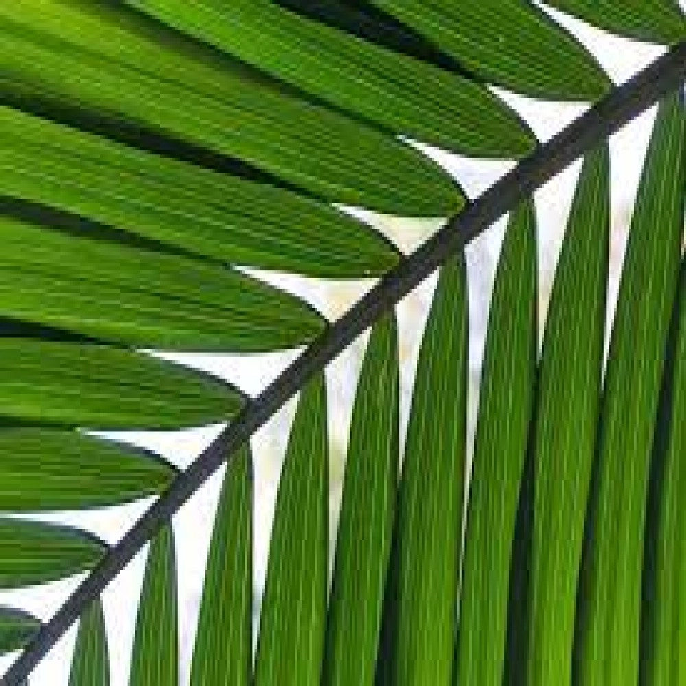 Pianta di KENTIA VERA da appartamento PALMA HOWEA in vaso 22 cm FOTO REALE h 150
