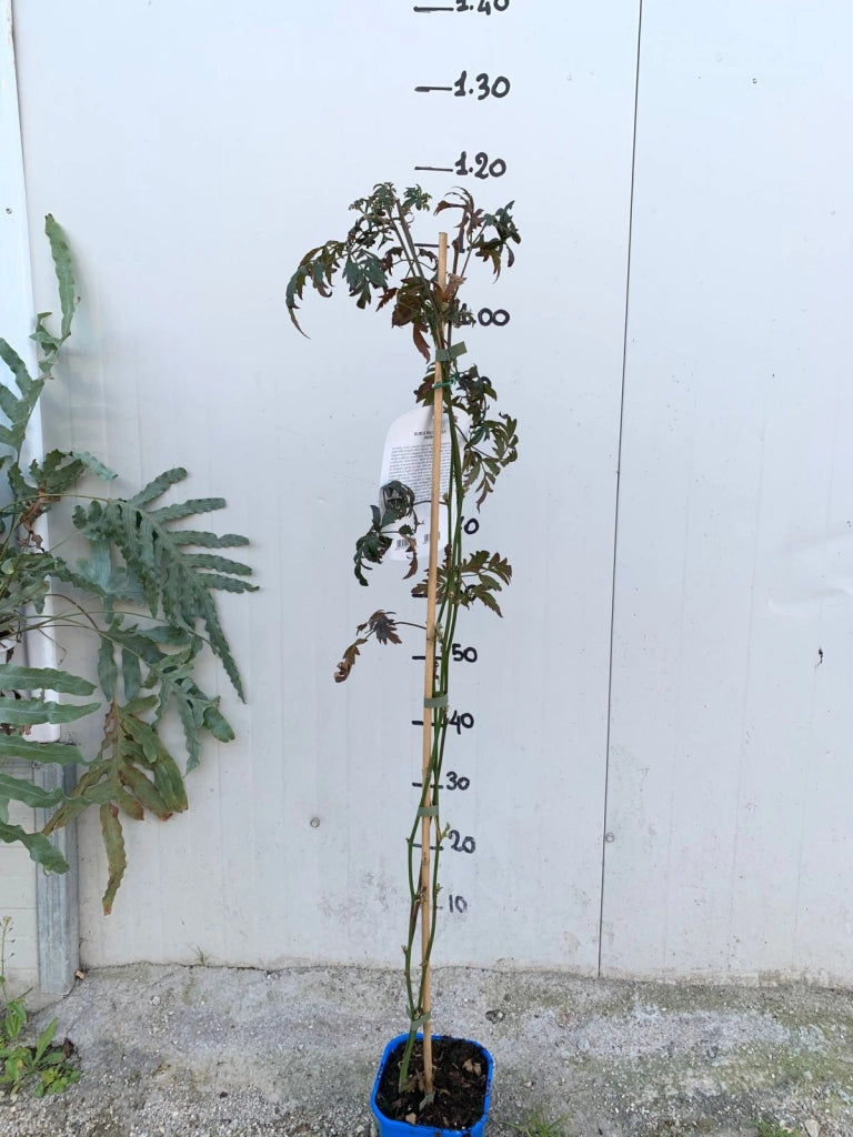 Mora (Rubus Fruticosus) Thornfree SENZA SPINE H 100 CM FOTO REALI