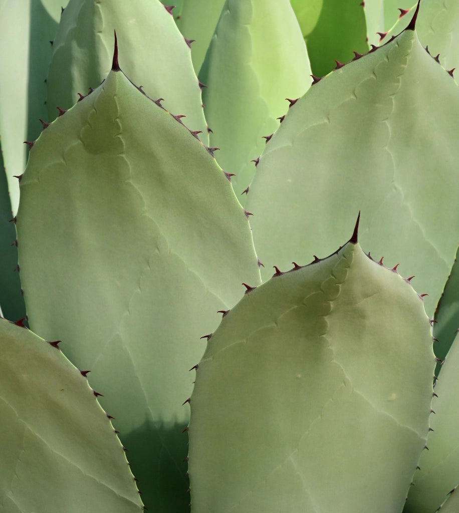 AGAVE AMERICANA MARGINATA VASO 40