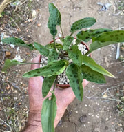 Scilla maculata