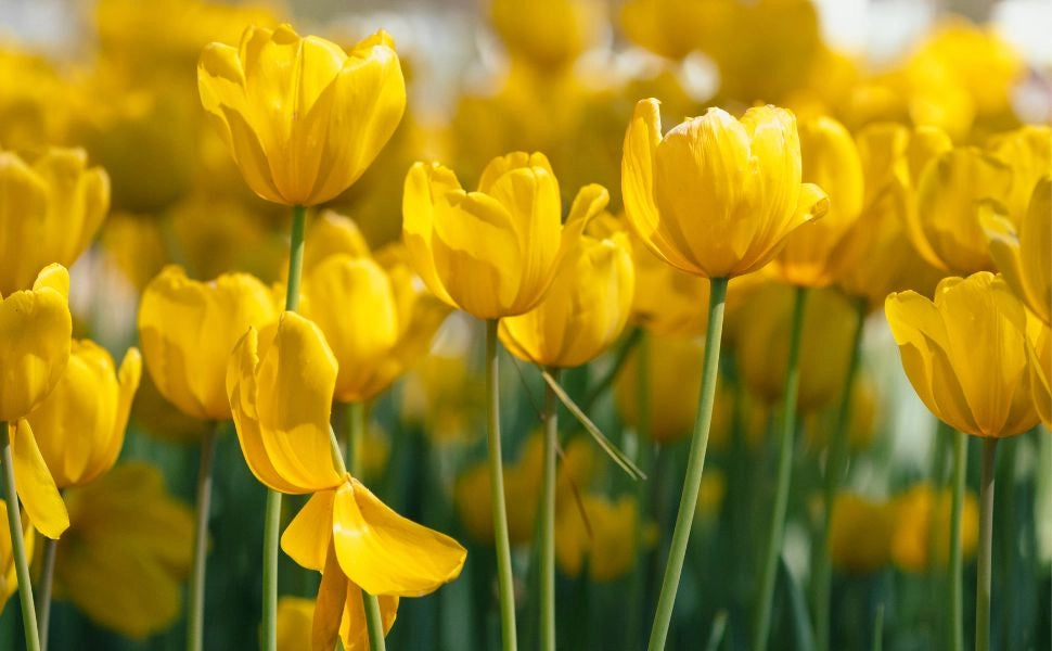 8 bulbi di TULIPANI GOLDEN APELDOORN 12+