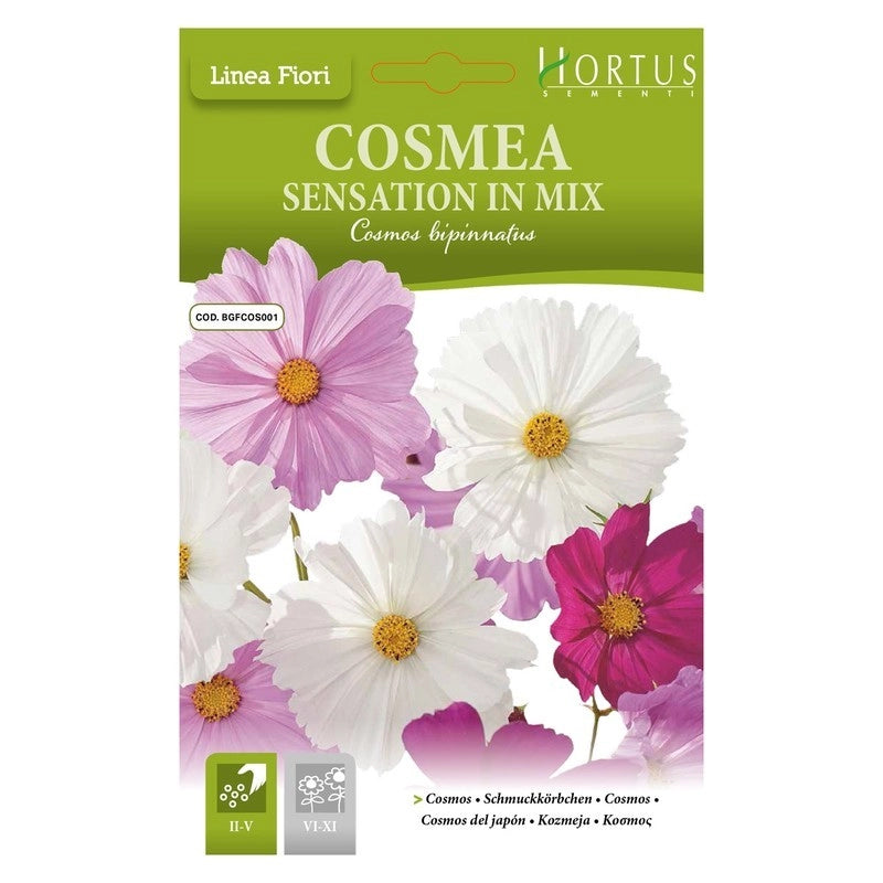 Cosmea Sensation mix DB