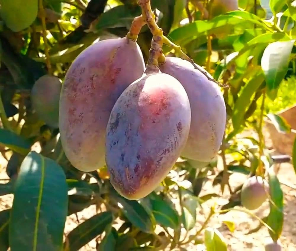 Pianta di Mango Lancetilla – Varietà Tropicale dai Frutti Grandi e Dolci