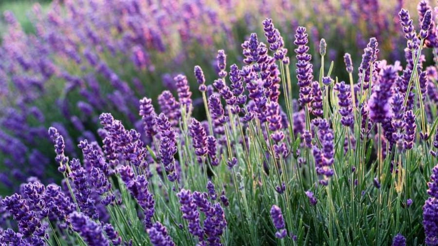 Lavandula pinnata in vaso 24 – lavanda ornamentale profumata