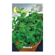 semi orto menta 10 pz