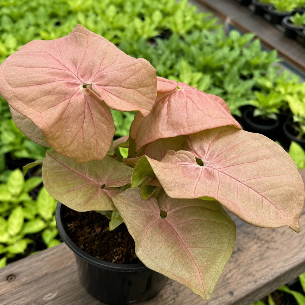 Gardenaria Syngonium 'Neon' - Pianta da interno ornamentale Altezza: 25 cm (vaso 12)