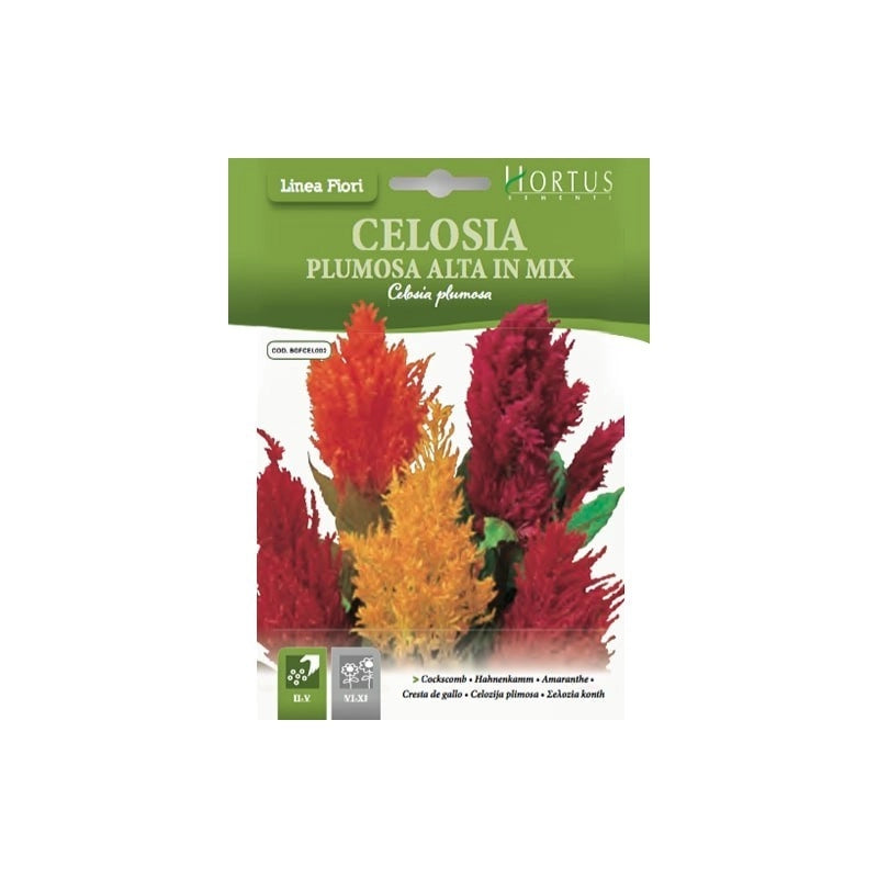 Celosia Plumosa alta mix DB