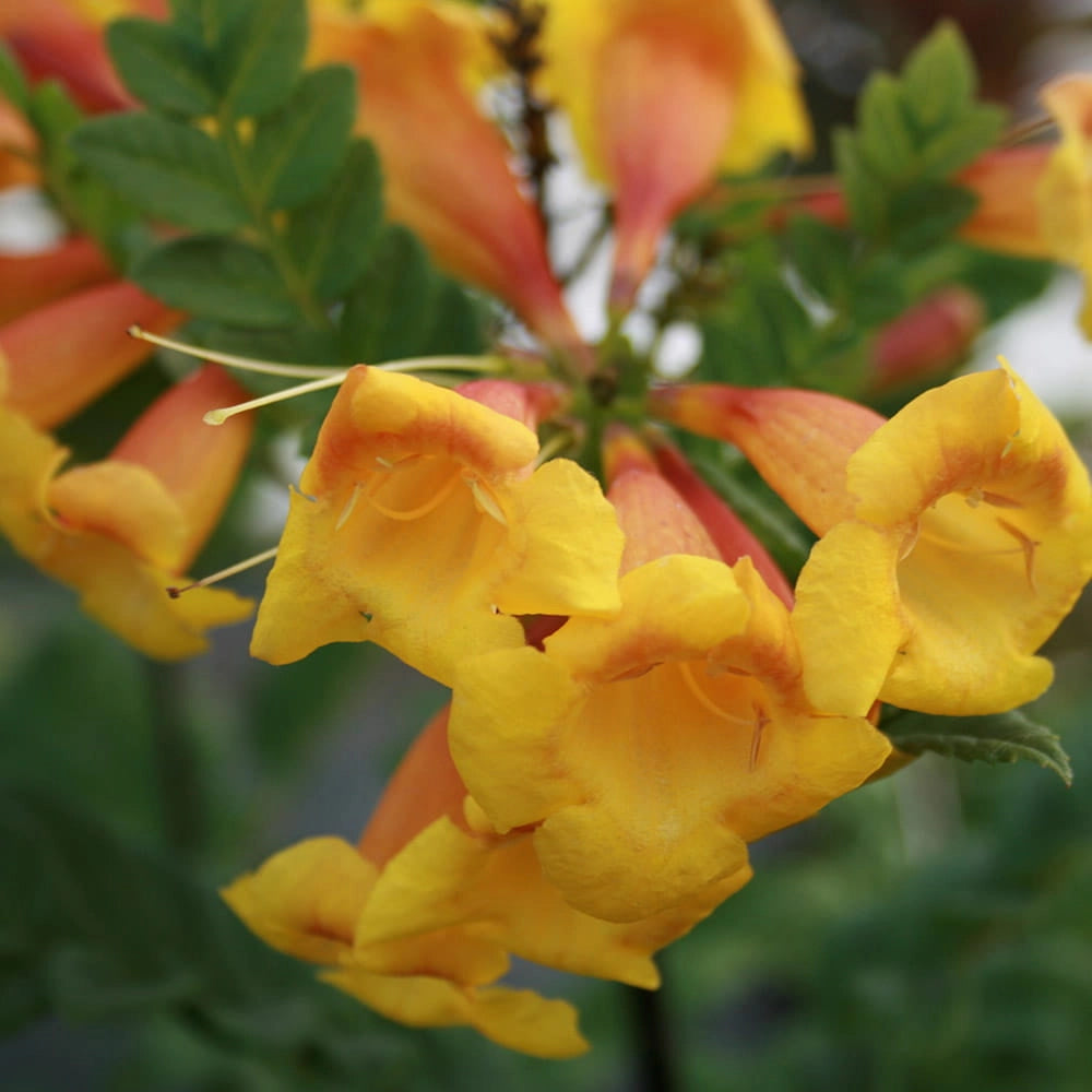 Pianta di Tecomaria Tropical Twist bignonia giallo-arancio vaso 18 cm AMDGarden