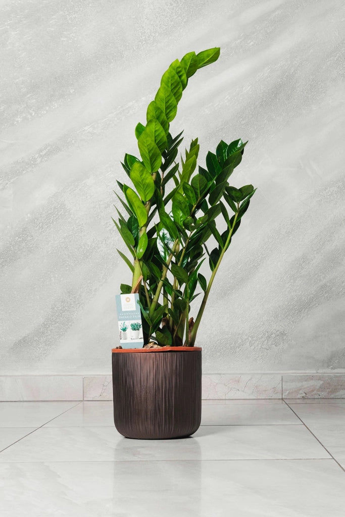 Pianta di Zamioculcas Zamilifolia pianta di Padre Pio