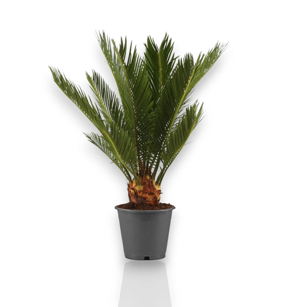 Gardenaria Cycas revoluta - Pianta da interno ornamentale Altezza: 60 cm (vaso 14)
