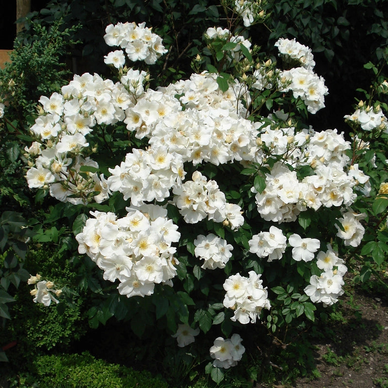Rosa Sally Holmes: grandi fiori chiari e fioritura abbondante e luminosa