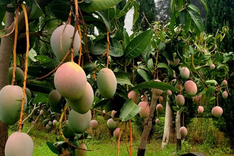 Pianta di Mango Lancetilla – Varietà Tropicale dai Frutti Grandi e Dolci
