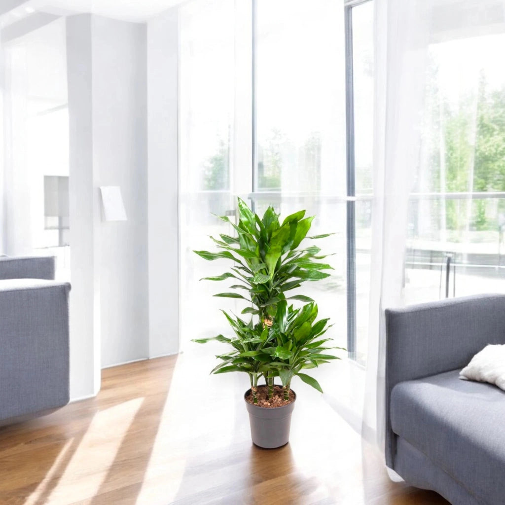 Gardenaria Dracaena fragrans 'Janet Lind' - Pianta da interno ornamentale Altezza: 100 cm (vaso 21)