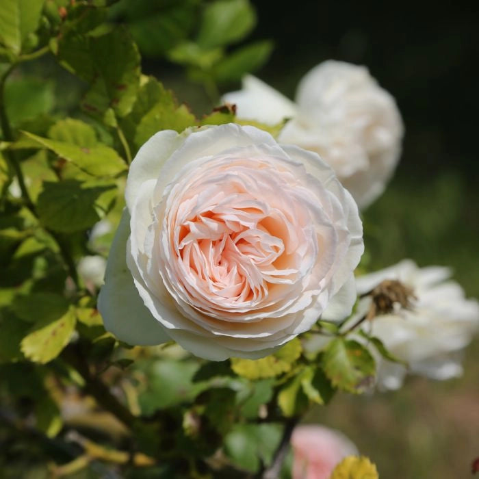 Gardenaria Rosa rampicante 'Palais Royal' - Rosa da giardino Altezza: 100/120 cm (vaso20)