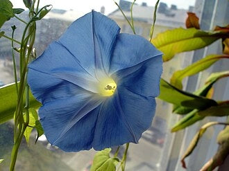 SEMI PER PRATO UNIVERSALE ipomea grandiflora blu- 10 pezzi  - SGARAVATTI