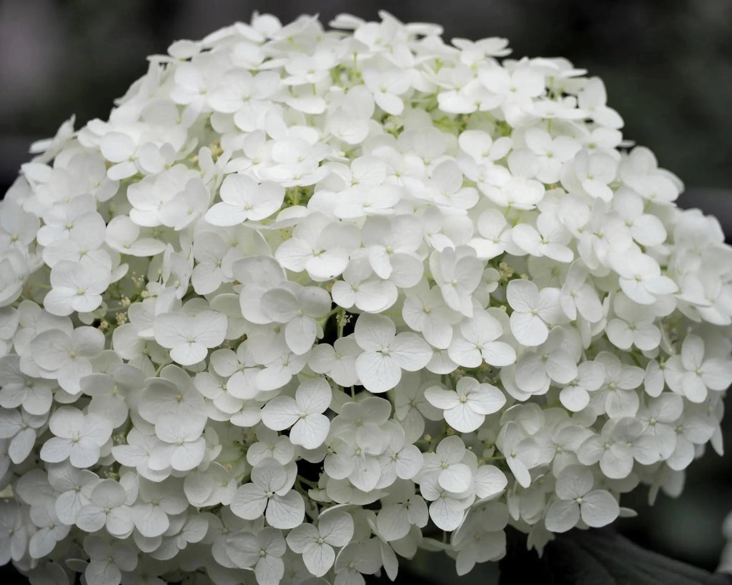 Gardenaria Ortensia - Hydrangea arborescens 'Annabelle' - Pianta acidofila ornamentale da esterno Altezza: 60 cm (vaso 27)