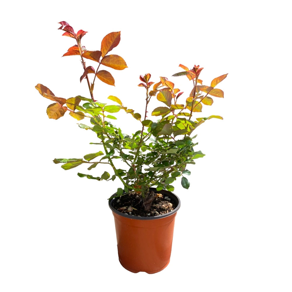 Pianta di rosa JAZZ FESTIVAL® Meilland a cespuglio in vaso 19 cm AMDGarden