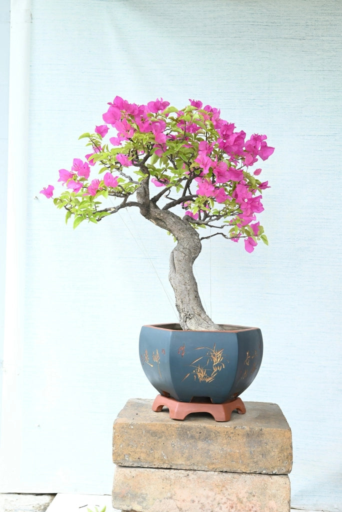 Buganvillea Bougainvillea Bonsai Fiore Doppio Vaso 60 cm Arbusto da Esterno