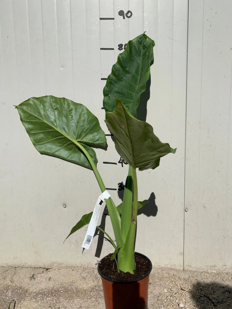 ALOCASIA MACRORRHHIZA, ORECCHIA DI ELEFANTE FOTO REALI H 100CM