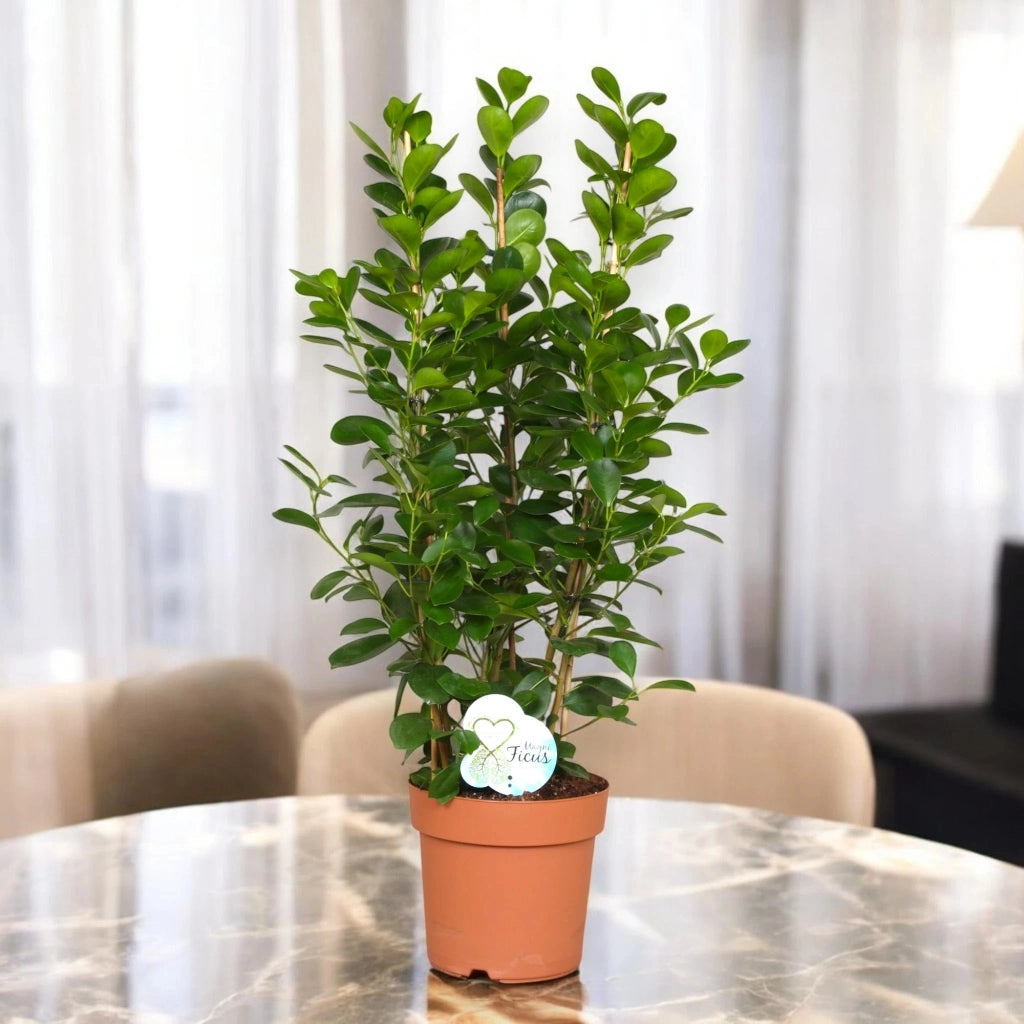 Gardenaria Ficus microcarpa 'Moclame' - Pianta da interno ornamentale Altezza: 90 cm (vaso 24)