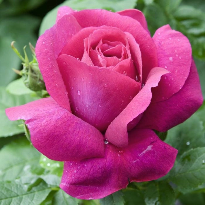 Pianta di Rosa CAPRICE DE MEILLAND® Meilland Alberello h 120cm in vaso AMDGarden
