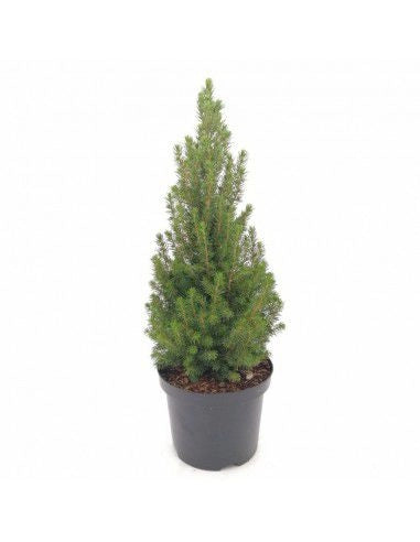PICEA GLAUCA ‘CONICA’ (O ‘ALBERTIANA ‘CONICA’) 100 cm – Naturale e Fresco