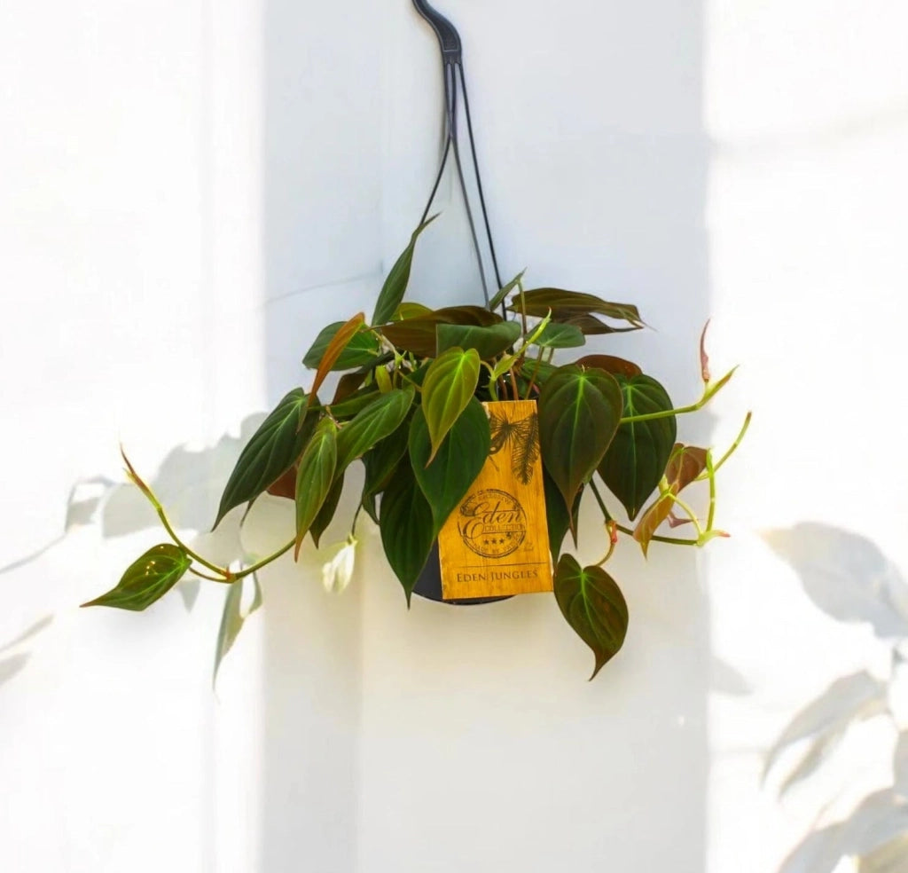 Gardenaria Philodendron 'Micans' - Pianta da interno ornamentale Altezza: 25 cm (vaso 15)