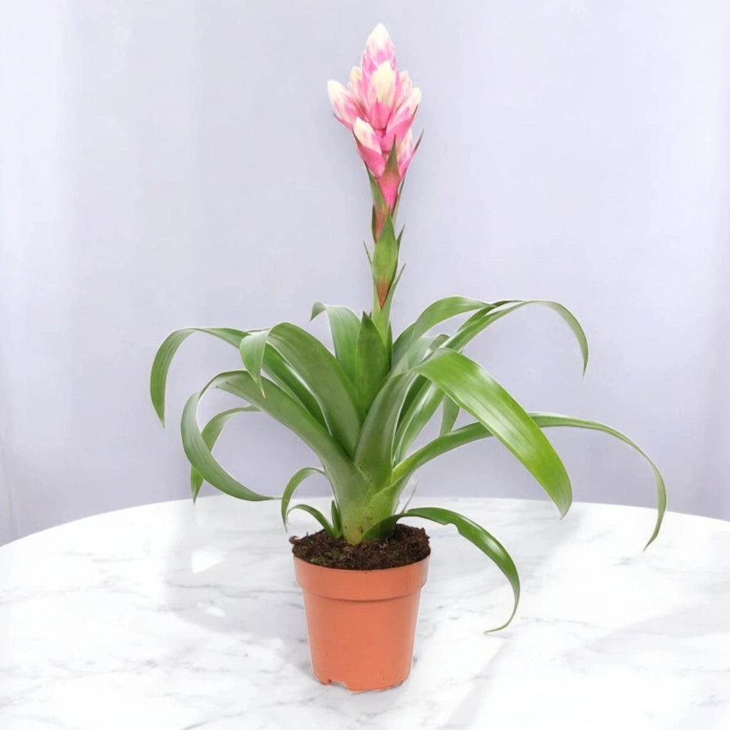 Gardenaria Guzmania 'Candy' - Pianta da interno ornamentale Altezza: 50 cm (vaso 12)