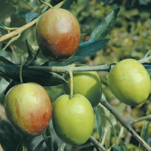 Pianta di ulivo Ascolana oliva da tavola foto reali H 180cm