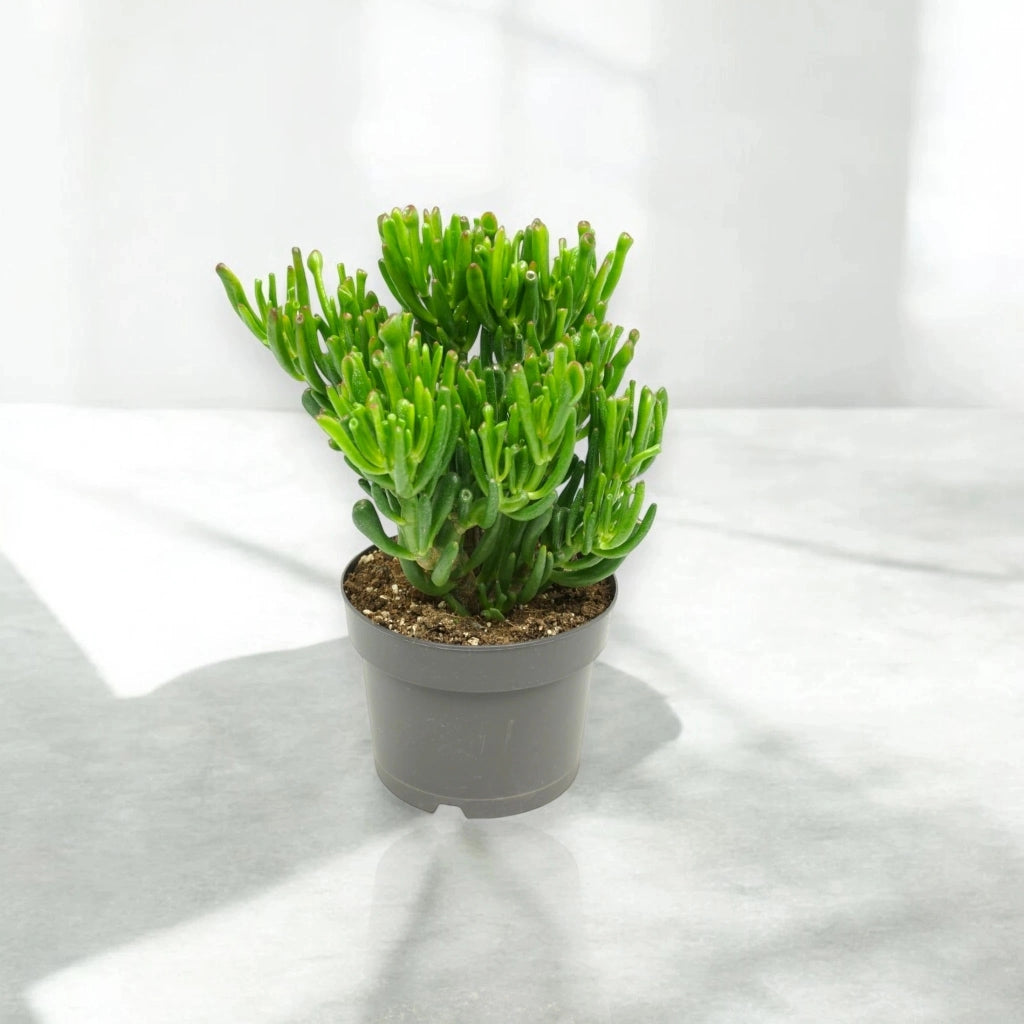 Gardenaria Crassula ovata 'Gollum' - Pianta da interno ornamentale Altezza: 25 cm (vaso 17)