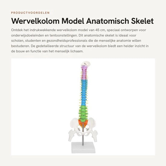 Colonna vertebrale modello 45 cm - Anatomico - Modello flessibile - Portatile - PVC di alta qualità - Struttura dettagliata