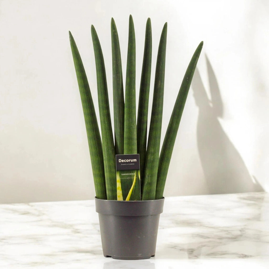 Gardenaria Sansevieria cylindrica 'Fan' - Pianta da interno ornamentale Altezza: 55 cm (vaso 17)