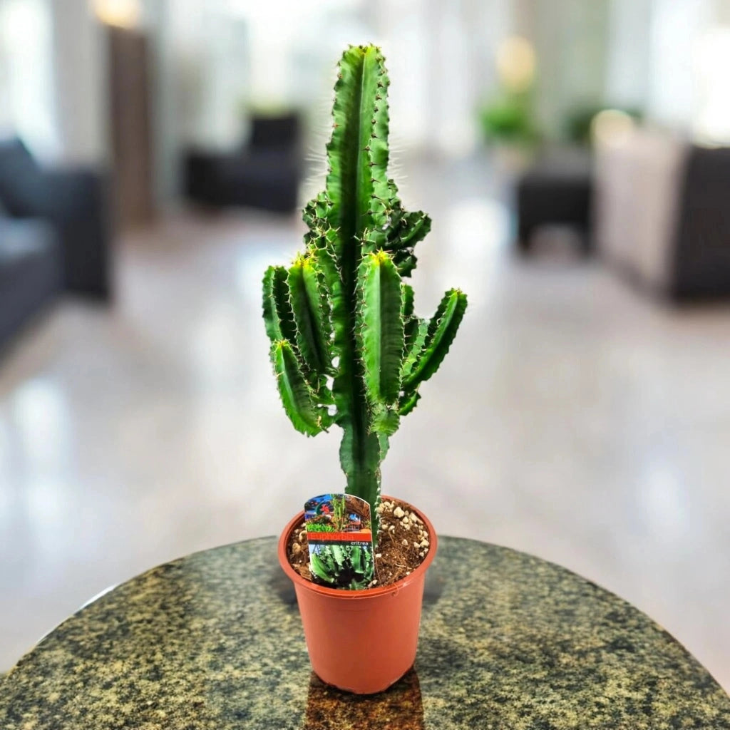 Gardenaria Euphorbia ingens - Pianta da interno ornamentale Altezza: 80 cm (vaso 17)