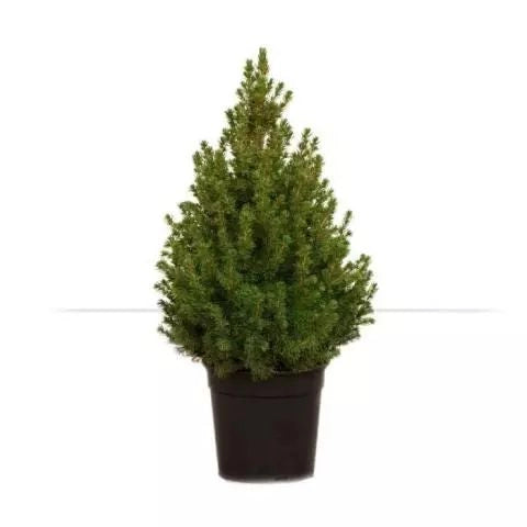 PICEA GLAUCA ‘CONICA’ (O ‘ALBERTIANA ‘CONICA’) 100 cm – Naturale e Fresco