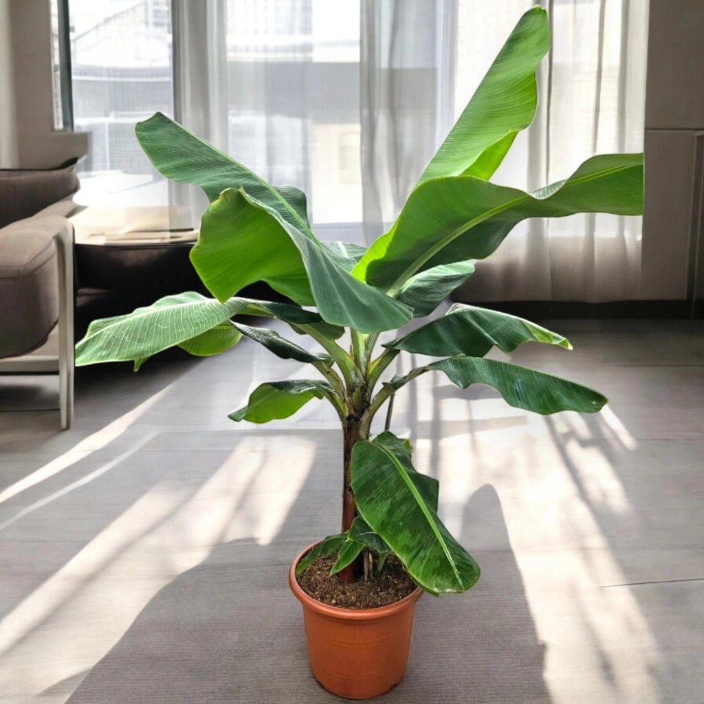 Gardenaria Musa 'Dwarf Cavendish' - Pianta da interno ornamentale Altezza: 90 cm (vaso 21)