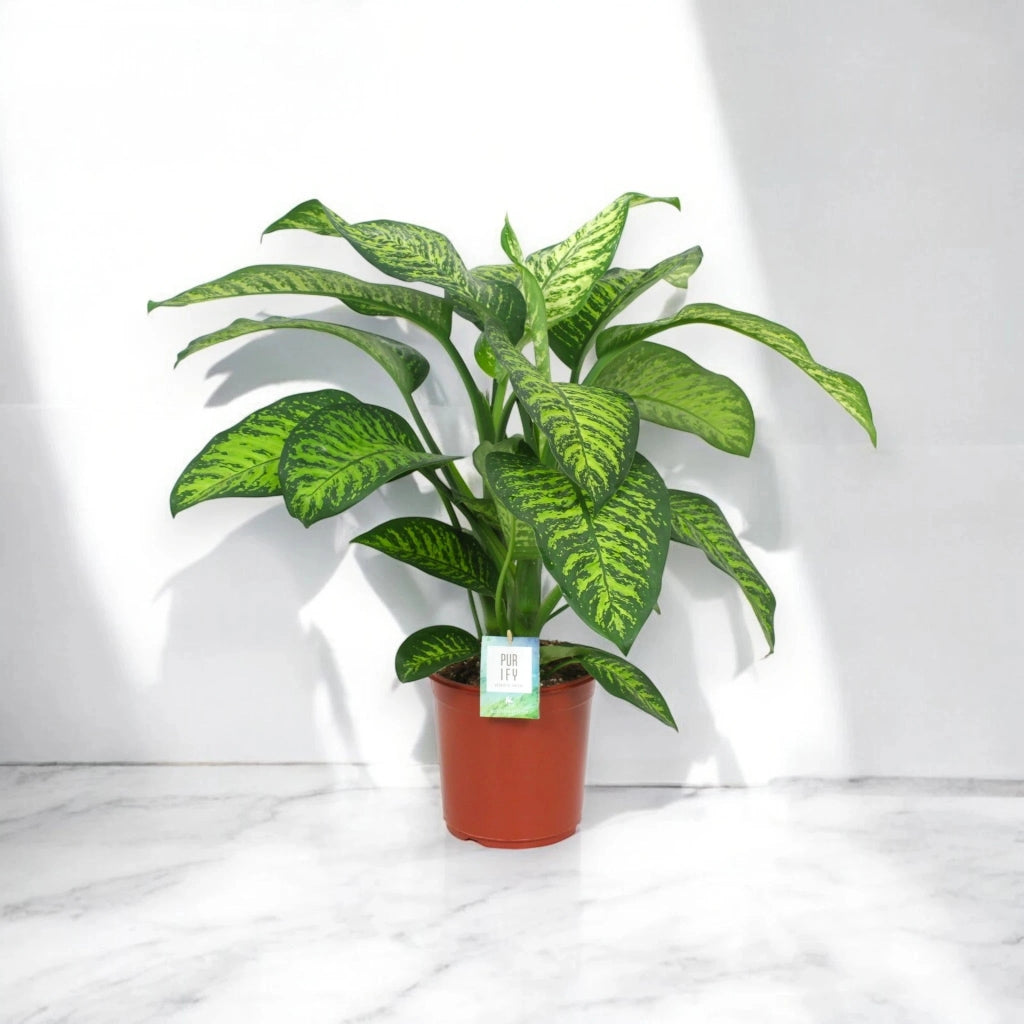 Gardenaria Dieffenbachia seguine 'Tropic jewel' - Pianta da interno ornamentale Altezza: 90 cm (vaso 24)