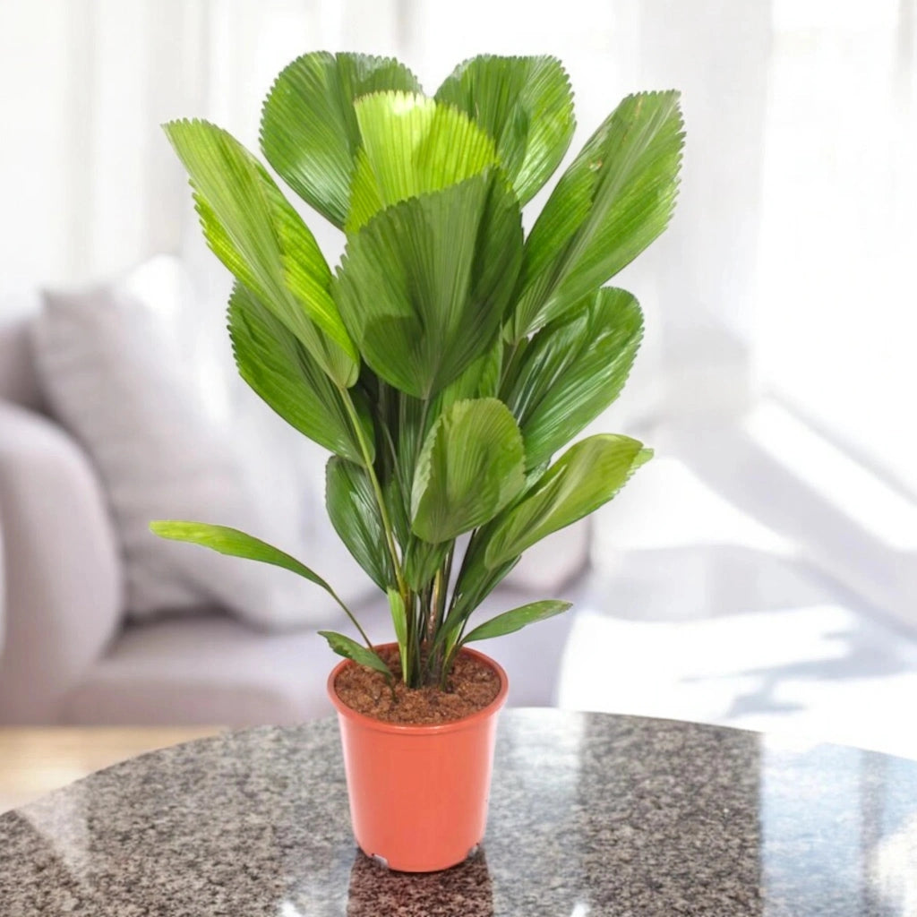 Gardenaria Licuala - Pianta da interno ornamentale Altezza: 80 cm (vaso 19)