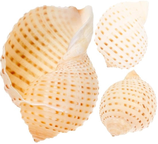 Decorazioni marine 3 pezzi - Decorazione naturale - 8-10 cm - Schelp-Aquarium - Attività di hobby - Accentuazioni creative - Decorazioni in conchiglie