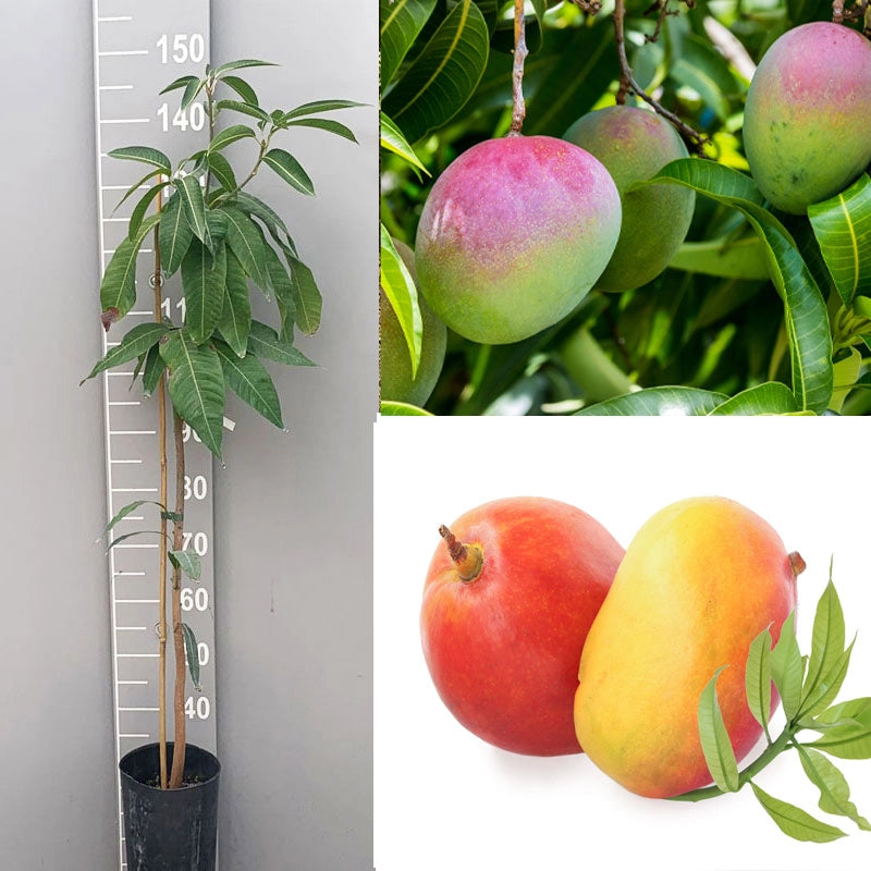 Pianta di Mango Lancetilla – Varietà Tropicale dai Frutti Grandi e Dolci